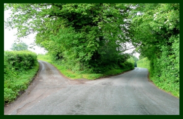 A fork in a tree-shaded road